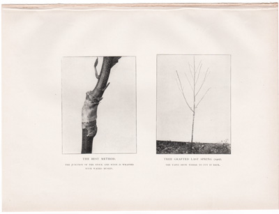 THE BEST METHOD

TREE GRAFTED LAST SPRING (1902)